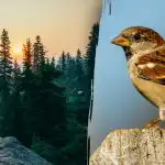 Ainult “kullinägemisega” inimesed leiavad varblase 7 sekundiga: keeruline mõistatus