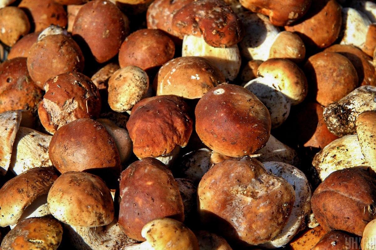 Leia õigel ajal kivi seente hulgast / Moje kollaaž