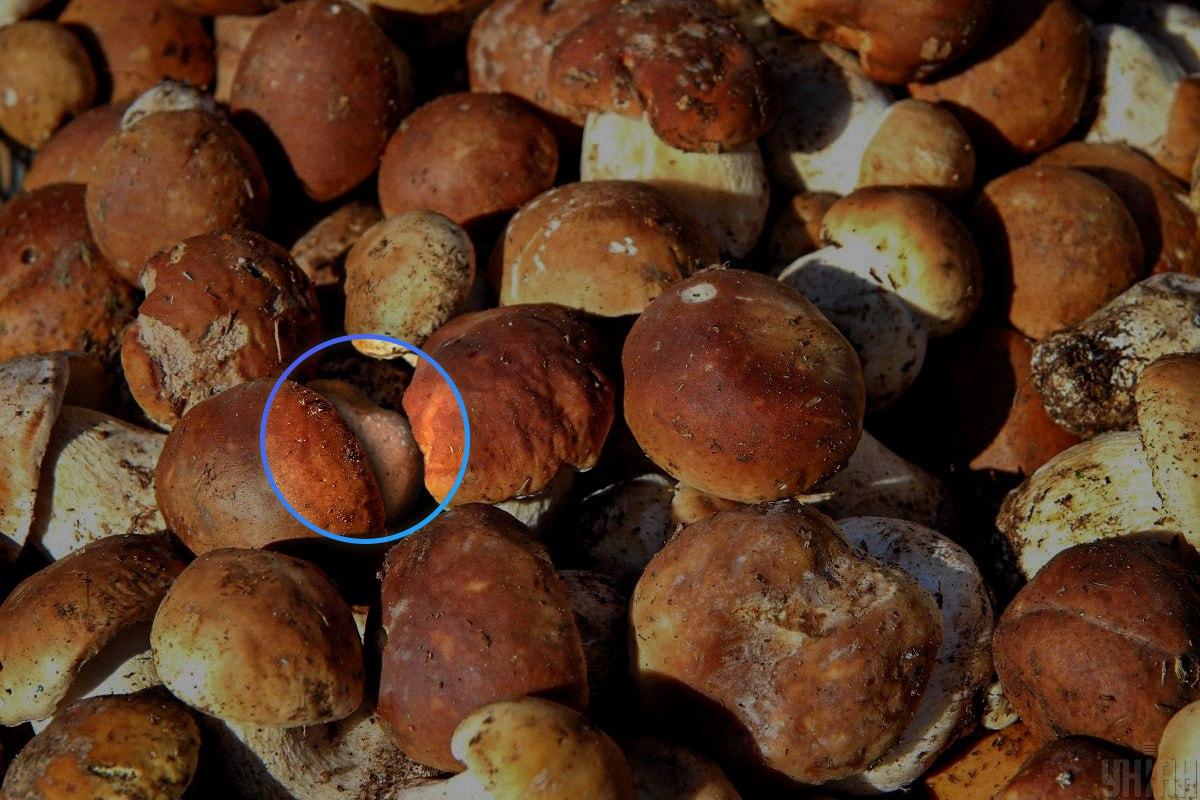 Kivi oli peaaegu optilise illusiooni / Mojei kollaaži keskmes