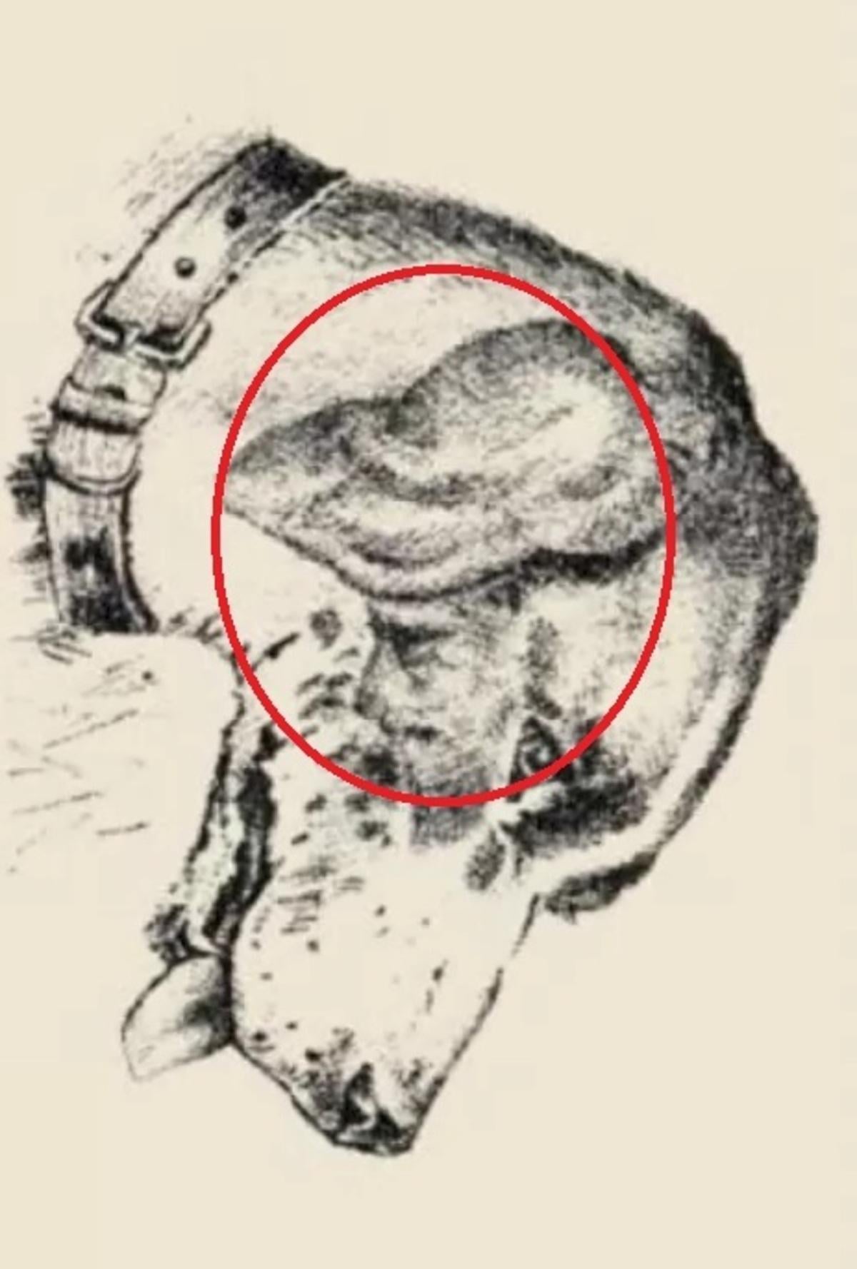 Inimese nägu oli koera kõrvas / joonistus safalta.com