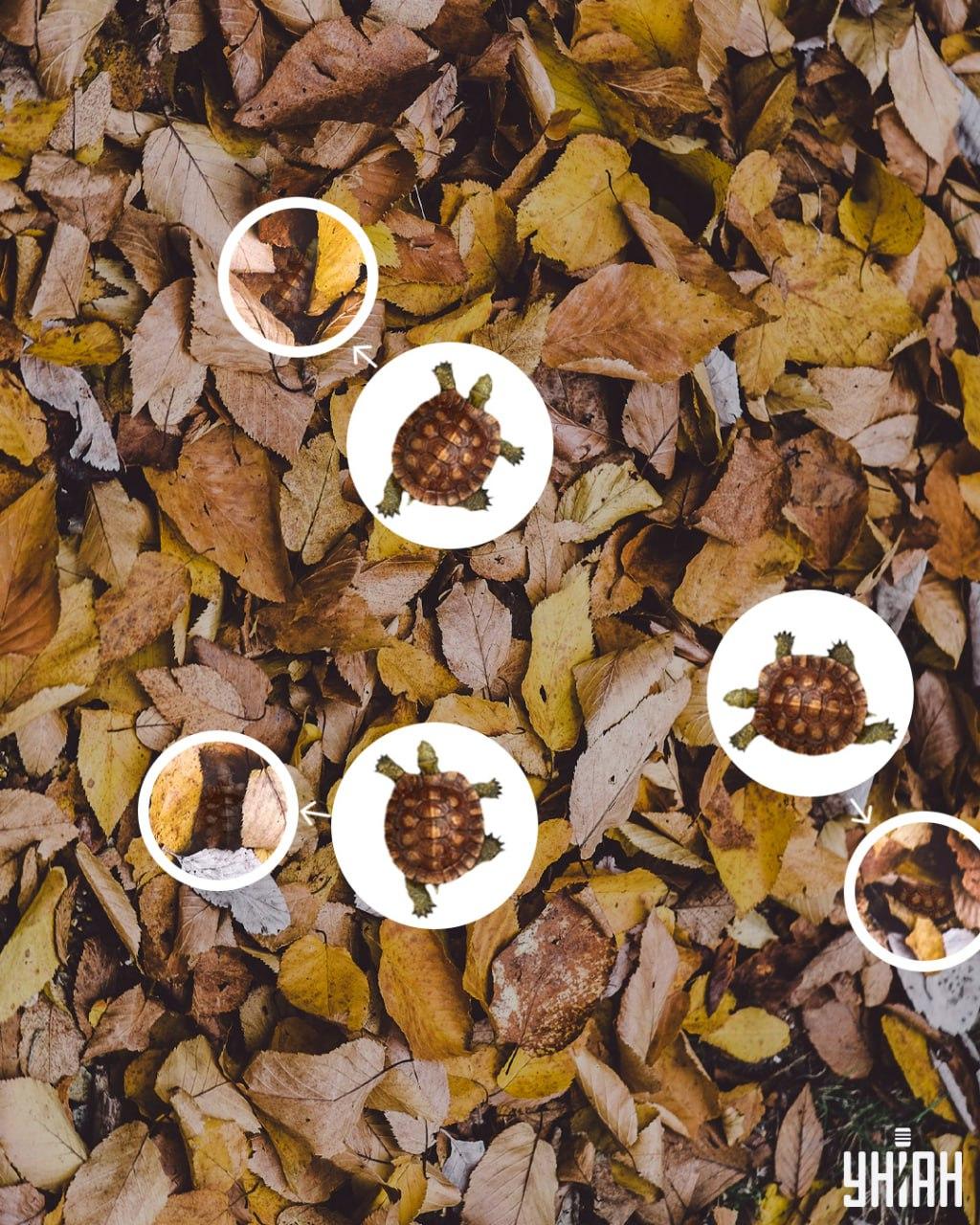 Kilpkonnakarpe võib kergesti segi ajada koltunud lehtedega / Moje kollaaž