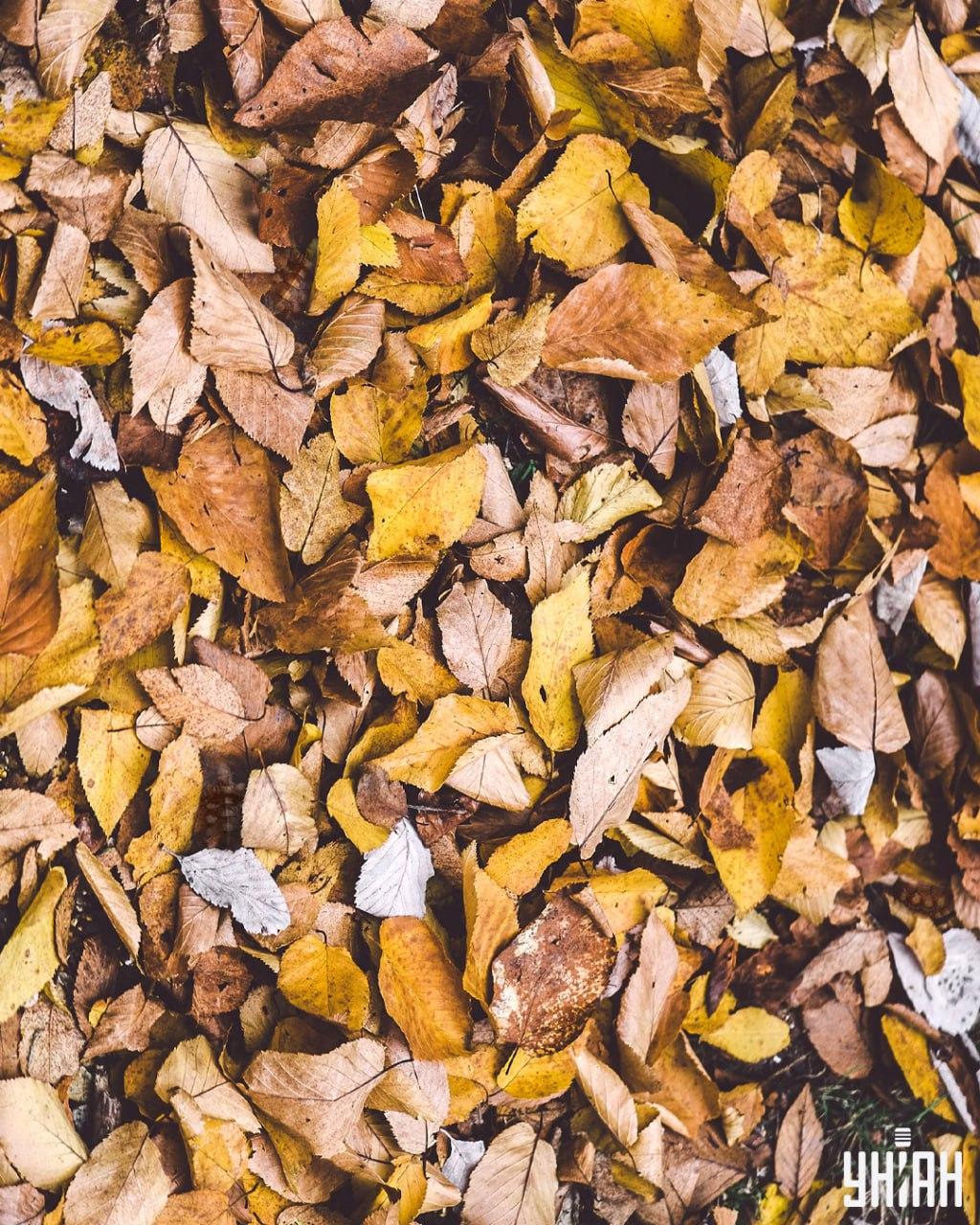 Peame leidma lehtede hulgast kilpkonnad / Moje kollaaž