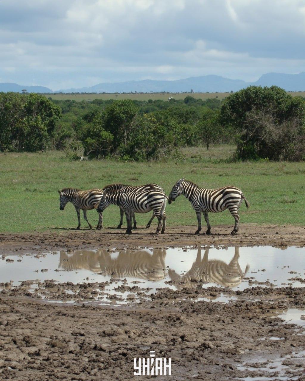 Peame leidma koera õigeaegselt / kollaaž fotodega Moje