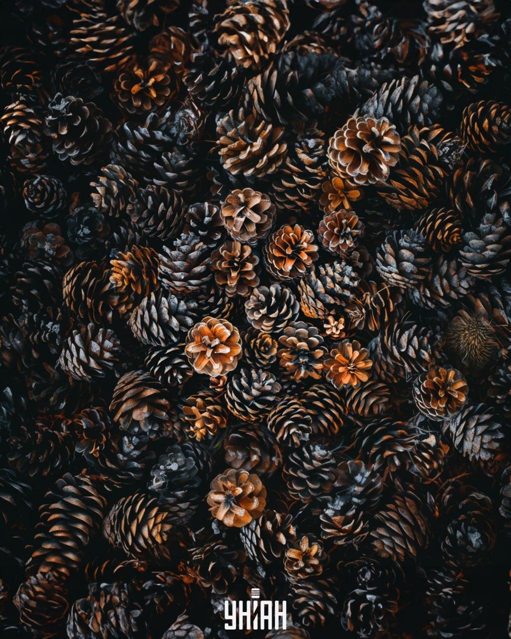 Peame käbide hulgast leidma siili / Moje kollaaž