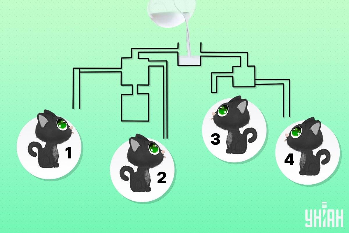 Leidke kass, kes saab esimesena piima jooma / Moje kollaaž