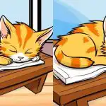 Ainult kõige tähelepanelikumad leiavad kassiga pildilt 12 sekundi jooksul 3