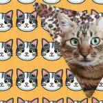 Ainult suurejoonelise IQ-ga inimesed näevad kummalist kassi 11 sekundiga: erakordne