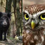 Ainult võimsa IQ-ga inimesed leiavad reeturliku öökulli 9 sekundiga: keeruline