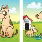 IQ test: leia koera ja kutsika pildilt 5 erinevust 45 sekundi jooksul IQ test: leia koera ja kutsika pildilt 5 erinevust 45