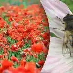 Kõige keerulisem optiline illusioon: moonide hulgast tuleb leida mesilane