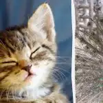 Kõik näevad paabulindu ja ainult kõrge IQ-ga inimesed leiavad kassipoja