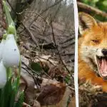 Optiline illusioon näitab, milline IQ teil on: peate 9 sekundiga