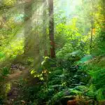 Rebus suurepärase nägemisega inimestele: madu tuleb leida 6 sekundiga