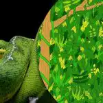 Sa pead leidma džunglist 5 sekundiga madu: uskumatult keeruline mõistatus