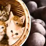 Teil on ainult 11 sekundit: kasside hulgast leiavad kartulit ainult