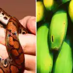 Vaid vähesed on selleks võimelised: banaanide seast leiavad mao vaid